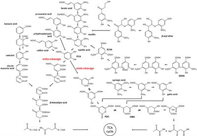 Bacterial Valorization of Lignin: Strains, Enzymes, Conversion Pathways, Biosensors, and Perspectives